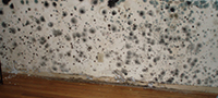 Building Mold