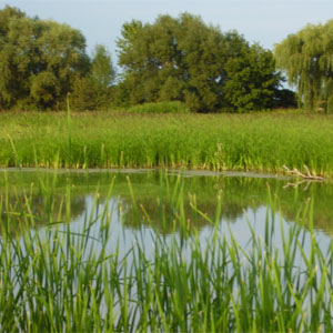 Wetlands & Ecological Assessments Dayton Ohio