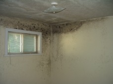 What are the health effects of mold