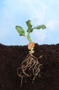 Sectional view of a newly germinated plant seedling in soil showing the root structure below ground and fresh new leaves against a blue sky