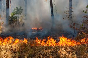 Wildfire Smoke