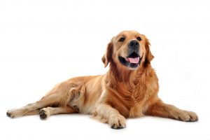 controlling pet odors